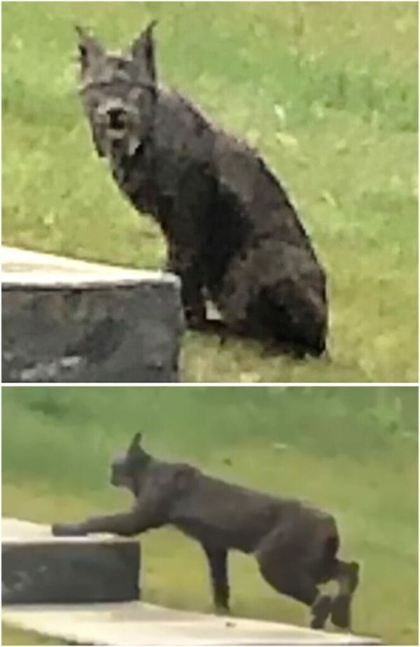 The Intriguing Tale of a Black Canada Lynx