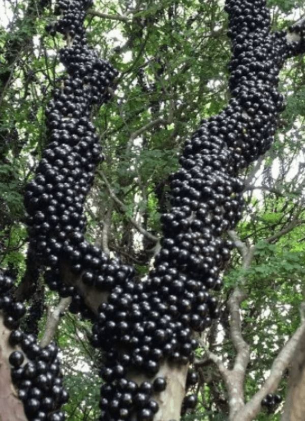 Discover the Secret to Good Health: Jabuticaba Fruit