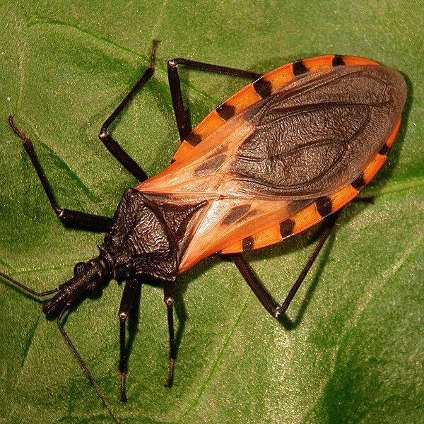 Unmasking the Silent Killer: Chagas Disease