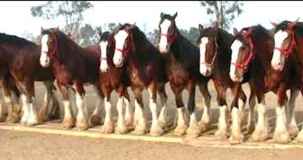 Behold the Majestic Abilities of the Budweiser Clydesdales