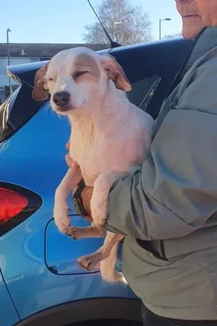 Dog Rescued from Rising Tide Thanks to Genius Plan Involving Sausages and Drone