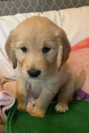 We Are Three Generations of Guide Dog Puppy Raisers – It’s the Best Job Ever