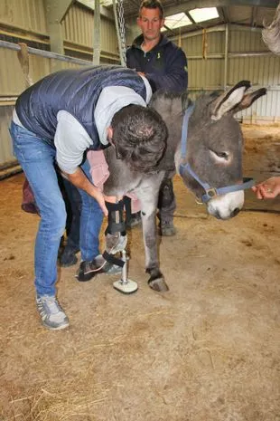 Disabled Donkey Gets a New Lease on Life with Prosthetic Leg