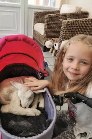 Girl, 8, becomes best friends with a sheep after nursing it back to health