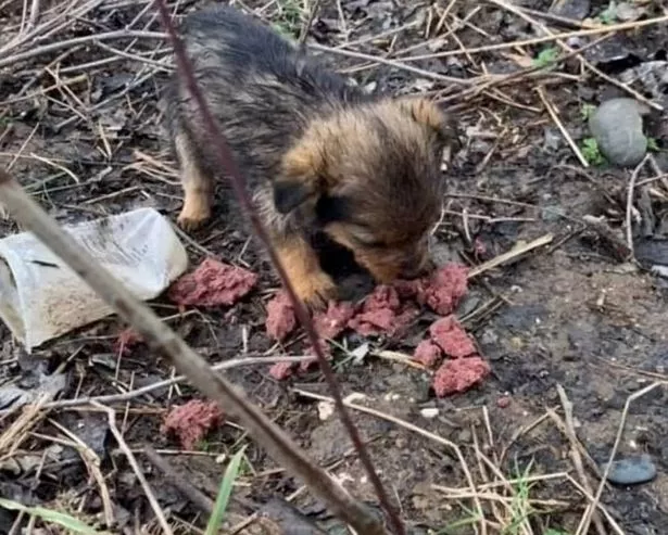 Man Transforms Stray Puppy’s Life by Giving Him a Royal Home