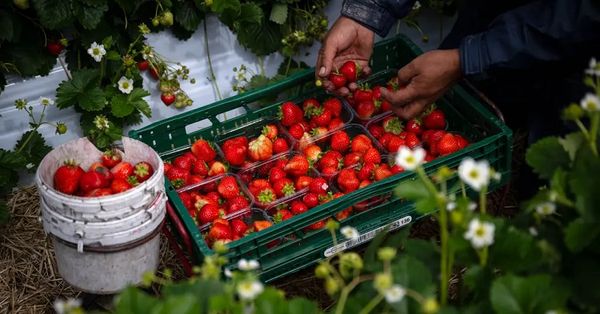 Dementia Risk Reduction Linked To Eating A Well-Loved Fruit, Study Shows