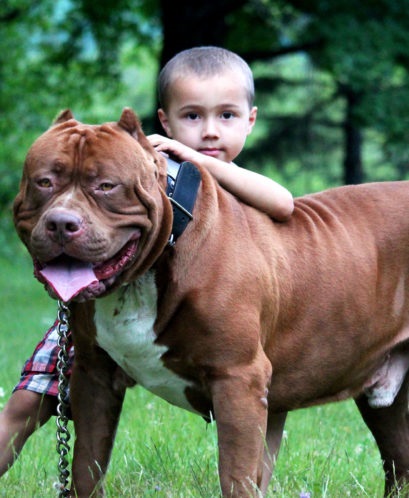 A Heroic Act by a Pit Bull Mix