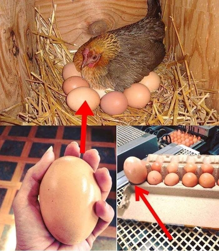 Incredible Discovery: A Giant Surprise at Stockman’s Eggs