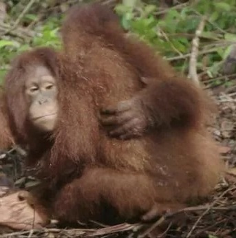 Adorable Baby Orangutans Learn Essential Skills for Life in the Wild