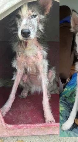 Neglected Dog Finds a Loving Home and Discovers Her True Breed