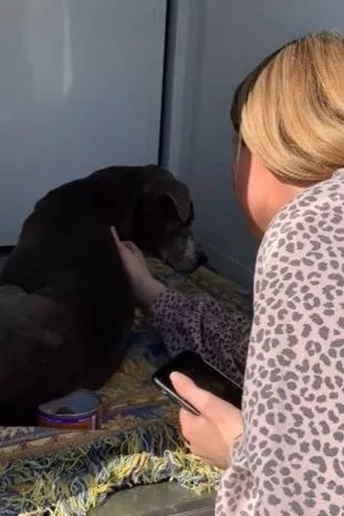 A Miraculous Reunion: Missing Dog Found After 12 Long Years