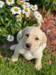 Stray Labrador finds purpose as a search and rescue dog