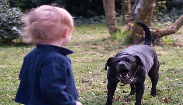 Pit bull mix surprises everyone with an act that makes him a hero