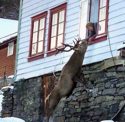 A Special Friendship with a Deer