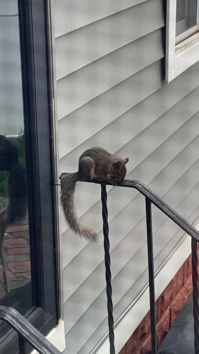 An Unexpected Friendship with a Squirrel