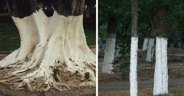 White Painted Trees