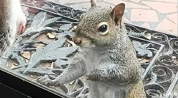 Everyday A Squirrel Taps On The Window Of A House: It Took Them Eight Years To Figure Out Why