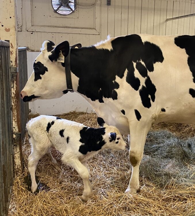 A Miracle in Northeast Texas: Meet Eeny, Meeny, Miny, and Moo!