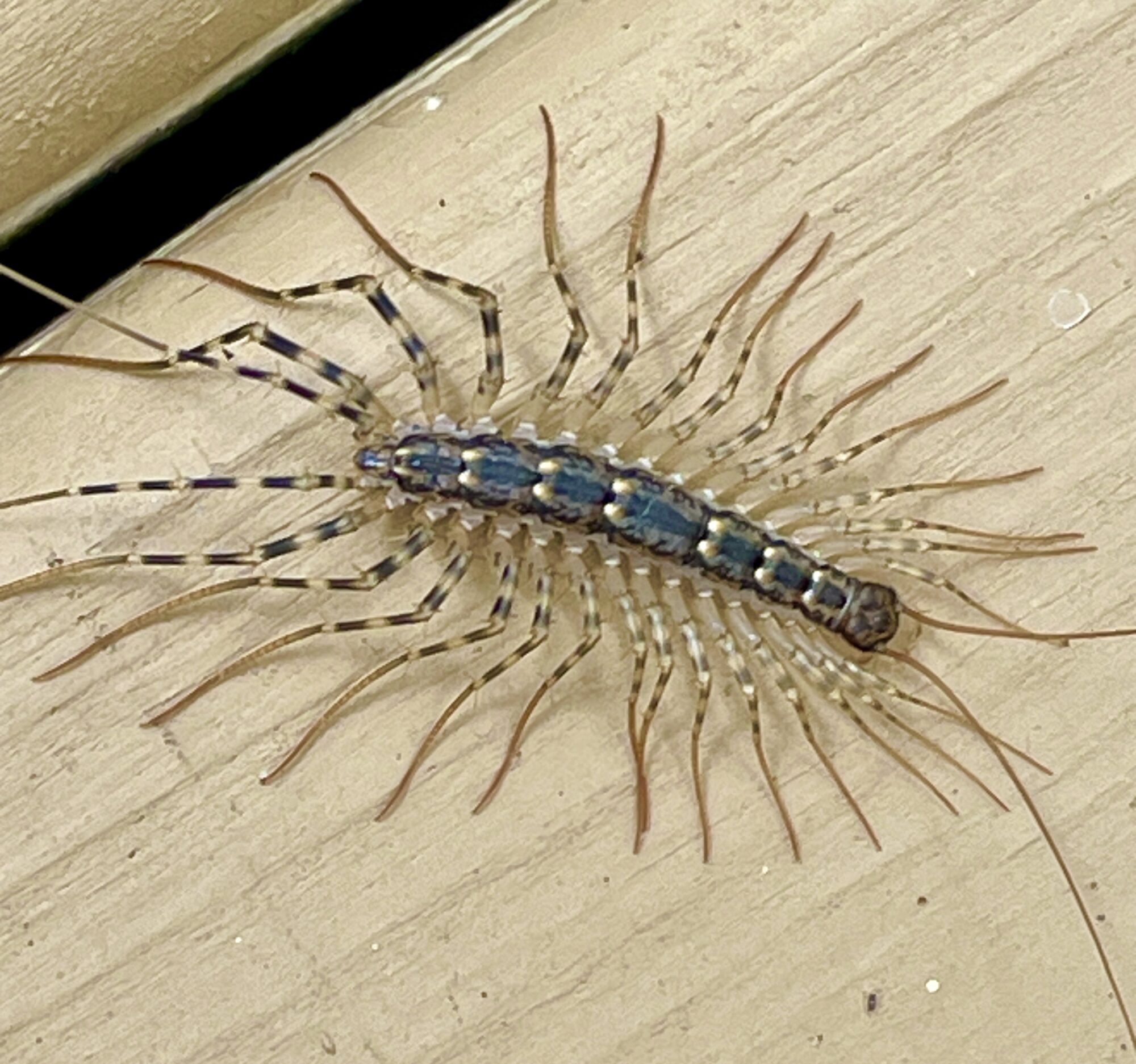 The Unlikely Heroes in Your Home: Centipedes