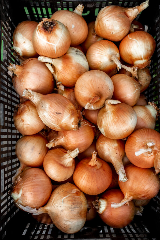 Salmonella Outbreak Linked To Onions Sickens Over 70 People Across Multiple States