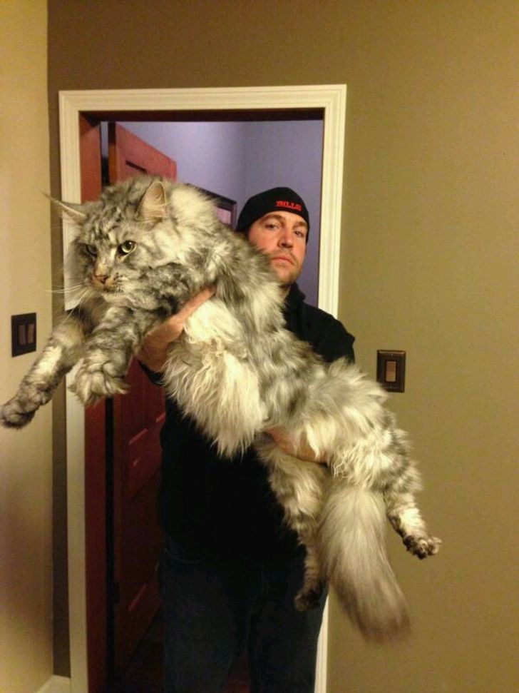 Monarch Cats: Witness the Grandeur The Maine Coons Reigning Over the Feline Realm