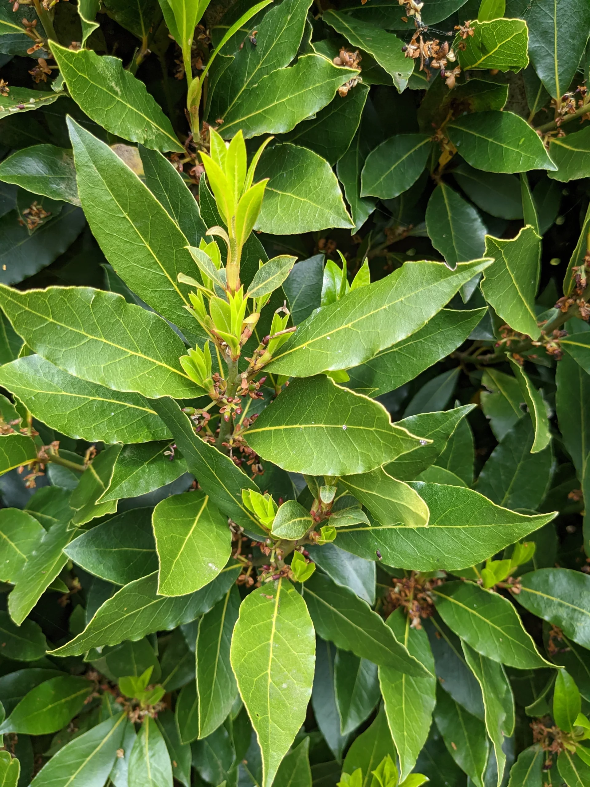 Adding Bay Leaves to Your Mop Bucket: A Game-Changing Cleaning Secret!