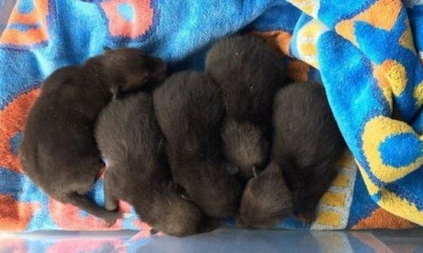 When she raised the aged mattress while tidying the garden, she stumbled upon a quintet of puppies.