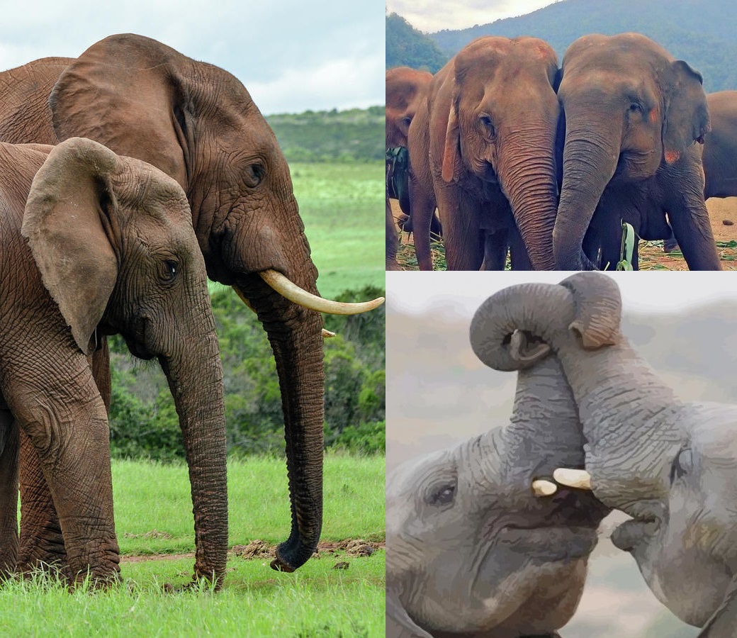 Ex-Circus Elephants Reunite After 22 Years, Capturing a Remarkable Moment on Camera