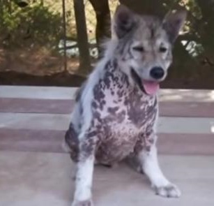 Dog Busts Out Into Happy Dance After He Is Told He Is Being Adopted After 4 Years In Shelter