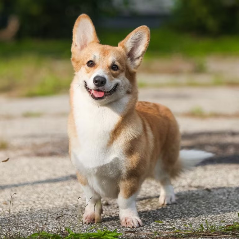 Mom’s Fear Escalates As Family Dog Suddenly Turns Aggressive After 7 Peaceful Years