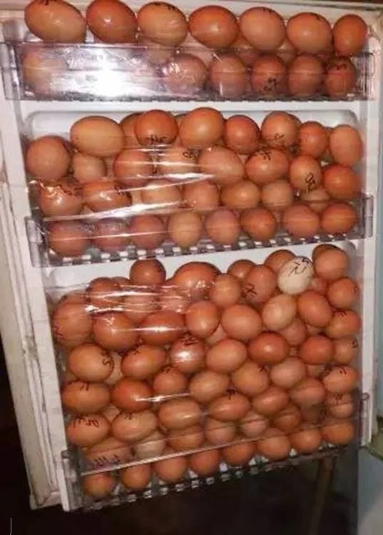 The Egg Thief: A Surprise in the Fridge