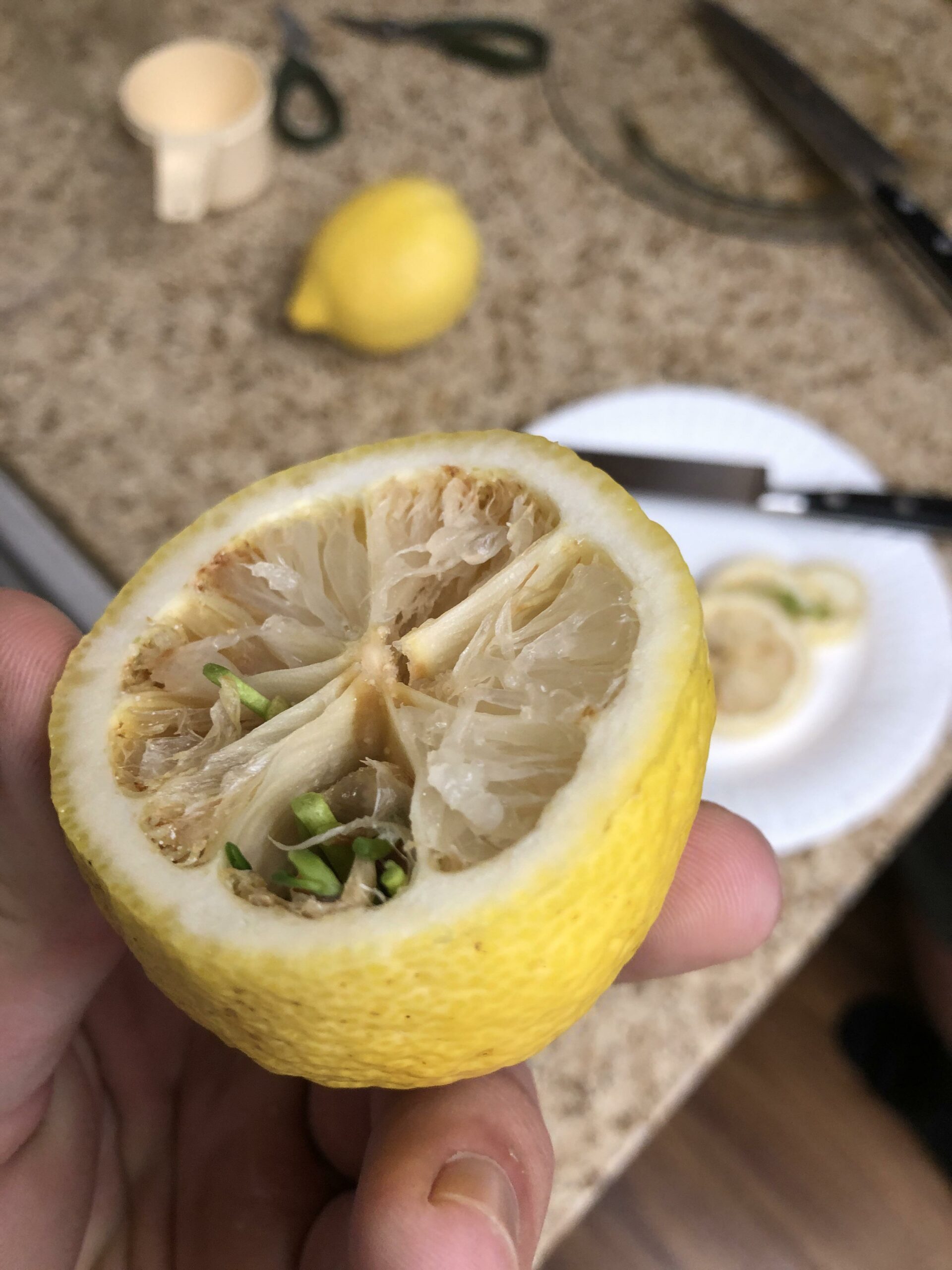 When Squeezing Lemons, Don’t Make The Mistake Of Throwing Away The Seeds