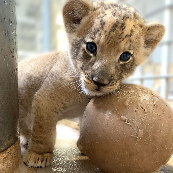 A Heartwarming Encounter: Lion Dad Meets his Baby Son for the First Time