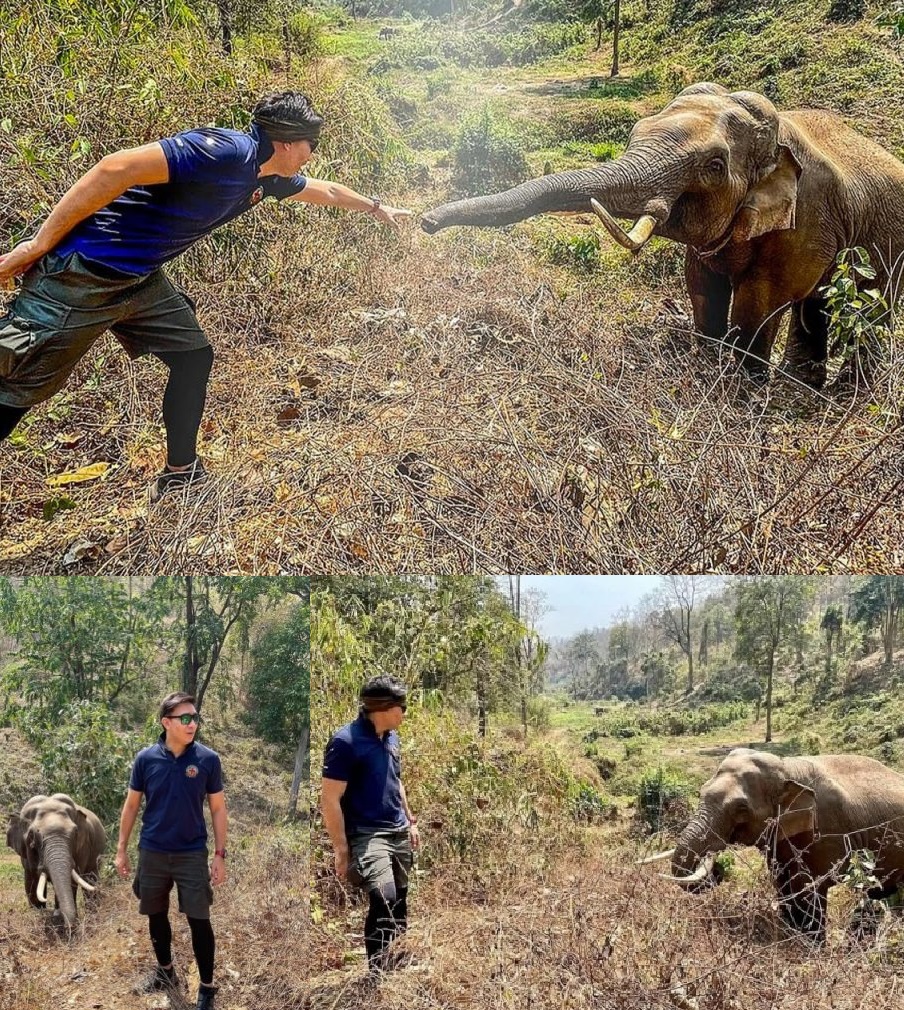 The Unforgettable Bond Between an Elephant and His Savior