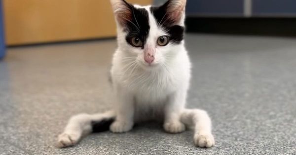 Gumby, the Extraordinary Shelter Cat with Deformed Legs, Finds a Loving Home