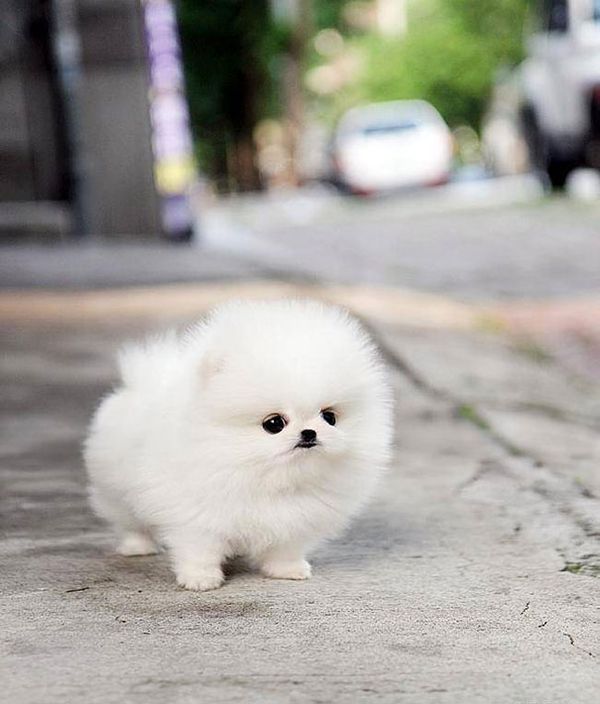 Fluffy Animals That Will Make You Say Awww