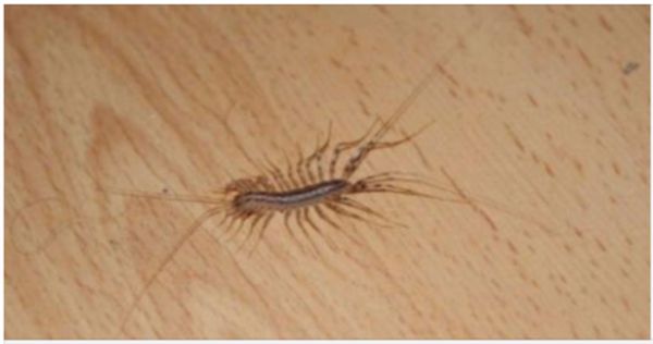 The Benefits of House Centipedes