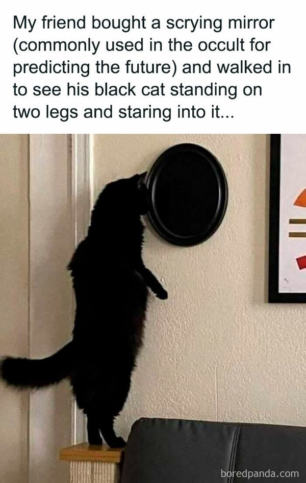 Funny-Cat-Pics-And-Memes