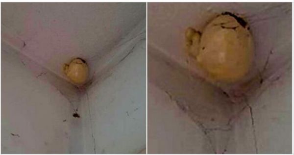 The Mysterious “Egg” Hanging from the Ceiling