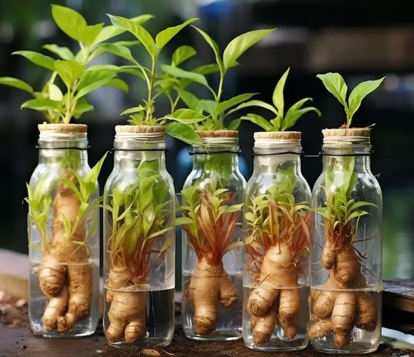 How to Grow Ginger Hydroponically: A Beginner’s Guide