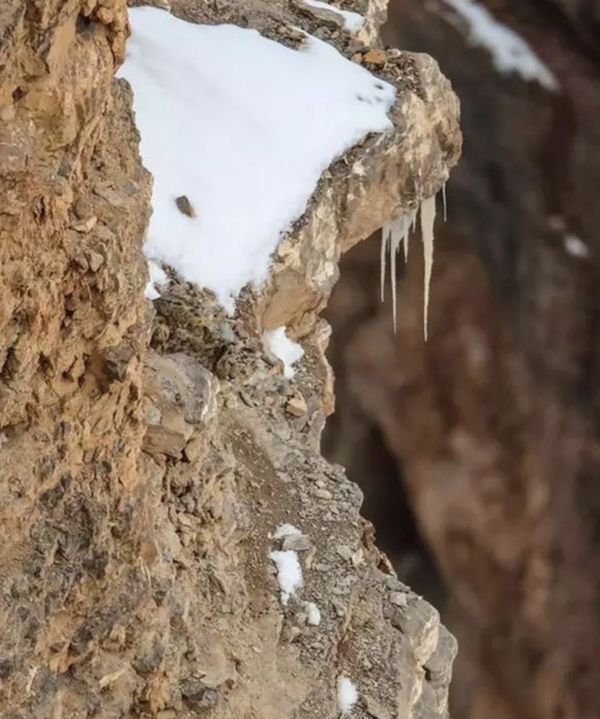 The Hidden Snow Leopard: A Marvel of Nature’s Mastery