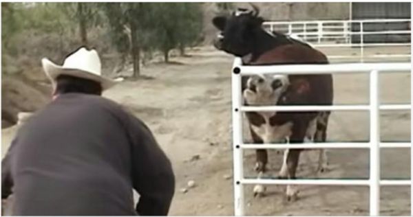 A Heartwarming Reunion: Cow Overjoyed to See Her Missing Calf Again