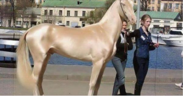 The World’s Most Beautiful Horse: An Unimaginable Sight