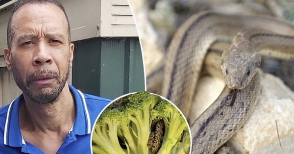 Unexpected Encounter: Snake Found in Bag of Broccoli