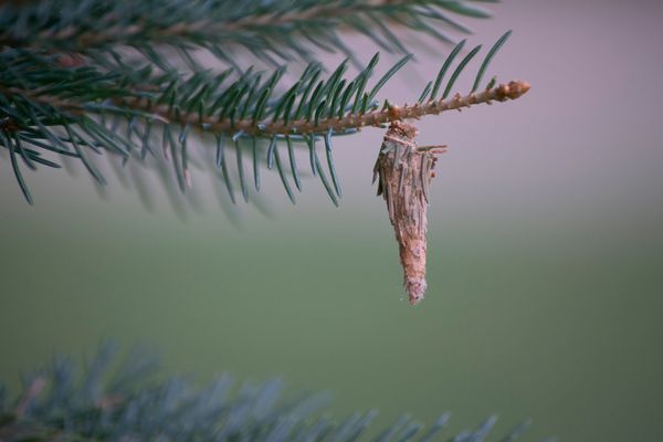 If You See These Hanging from Your Tree, You Need to Know What It Means