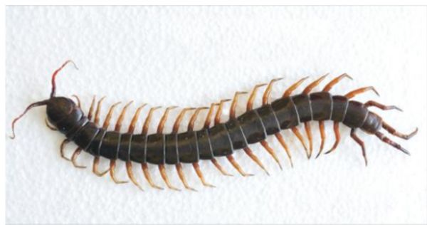 Why You Should Not Kill House Centipedes