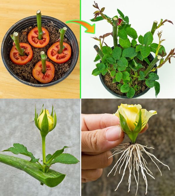 Plant a Rose Inside a Tomato and Watch the Magic Unfold