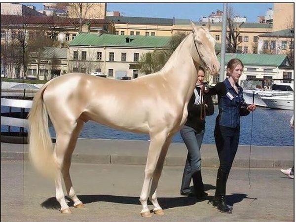 Golden Horse