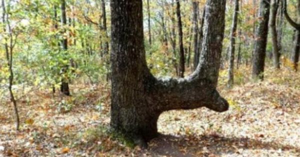 If You See A Bent Tree In The Forest, Start Looking Around Immediately