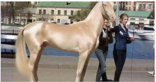 The Most Gorgeous Horse in the World: The Akhal-Teke